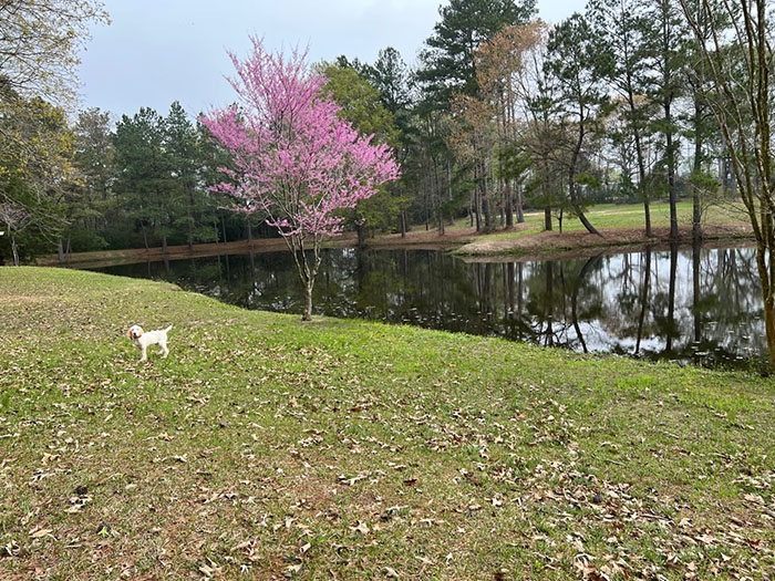 Redbud Tree and Bella at The Farm RV Park in Lufkin TX