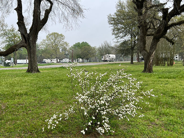 Bridal Wreath at The Farm RV Park in Lufkin TX