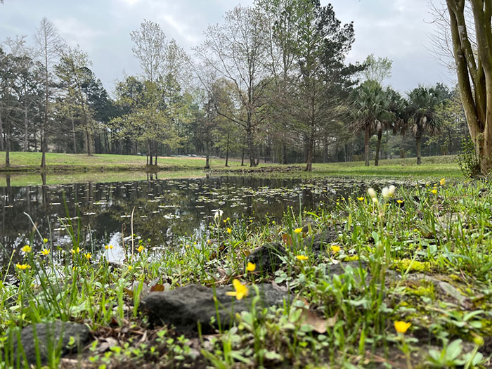 trees around pond