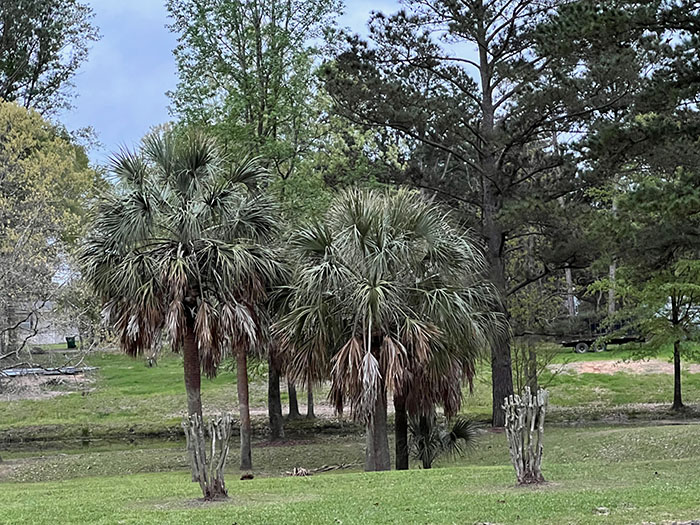 Palm trees by the pond at Farm RV